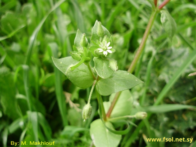 Stellaria media (L.) Vill.